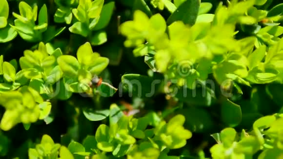 瓢虫在灌木丛的绿叶上爬行特写宏观视频的预览图
