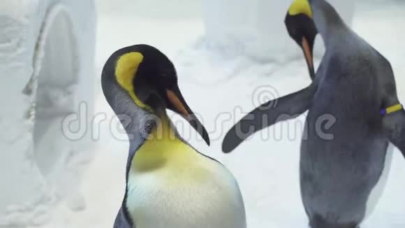 有趣的皇家企鹅在雪地里交流视频的预览图
