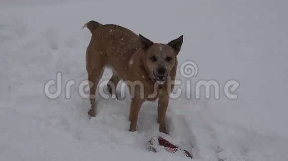 狗在雪中叫视频的预览图