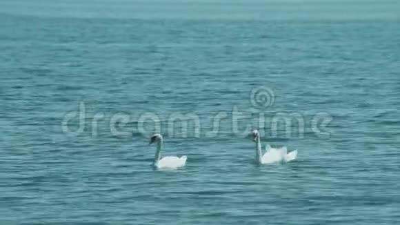 一对天鹅挨着游泳视频的预览图