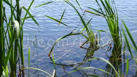 美丽的一天森林湖的多利拍摄视频的预览图