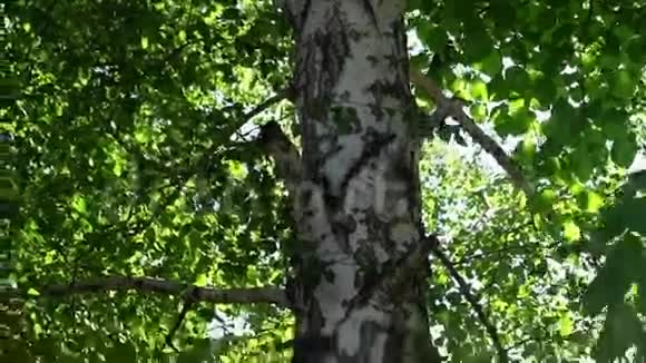 在绿叶背景下孤独的俄罗斯桦树视频的预览图