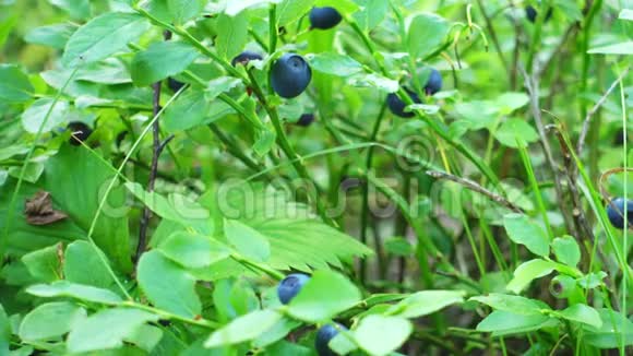 生长在森林里的蓝色浆果生的新鲜蓝莓特写视频的预览图