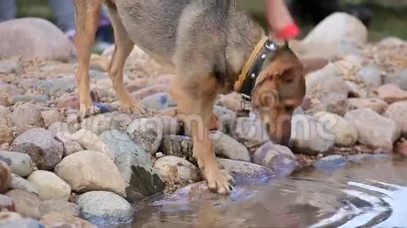口渴的狗在后院的游泳池里喝酒视频的预览图