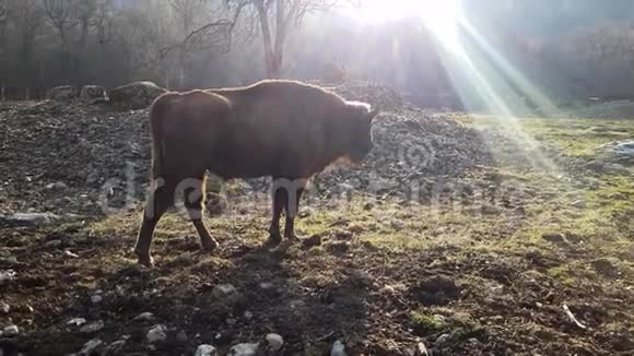 野牛在一个自然公园的夕阳背景下视频的预览图