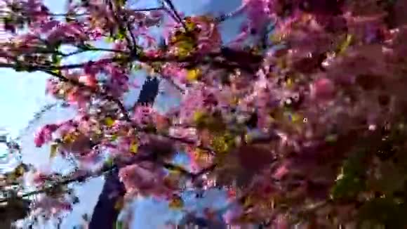 樱花树的天空和城市背景春天自然现代玻璃建筑视频的预览图