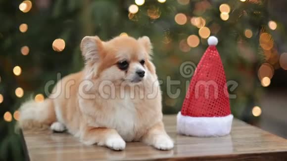 圣诞帽可爱狗的肖像圣诞快乐新年快乐视频的预览图