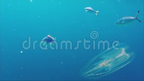 海洋中难以置信的生物发光发光水母埃及梅利娅魅力自然界的惊人现象视频的预览图