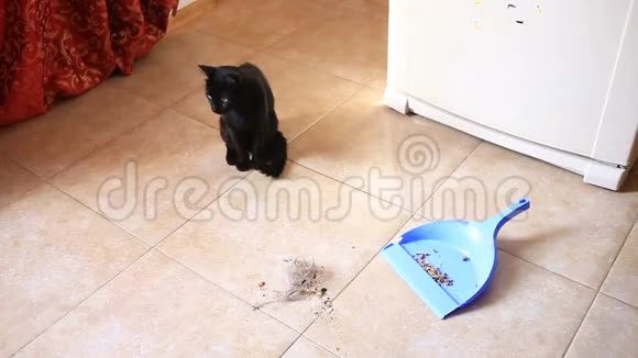 一个女人用刷子和铲子在厨房餐厅扫地黑猫看着女人视频的预览图