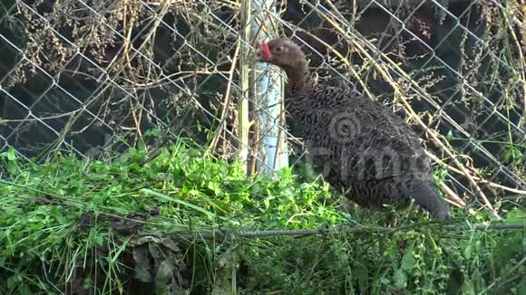 广泛繁殖野鸡母鸡等家禽的笼舍定期喂食新鲜的草谷物视频的预览图