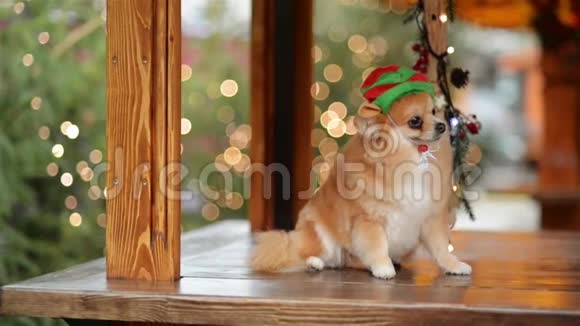圣诞帽可爱狗的肖像圣诞快乐新年快乐视频的预览图