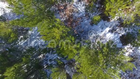 冬季森林中的无人机上升鸟瞰视频的预览图