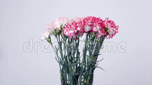 花花束旋转花组成由淡粉色土耳其康乃馨组成视频的预览图
