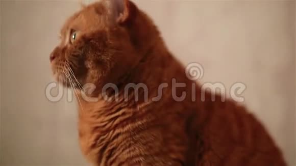 英国红猫在看什么视频的预览图
