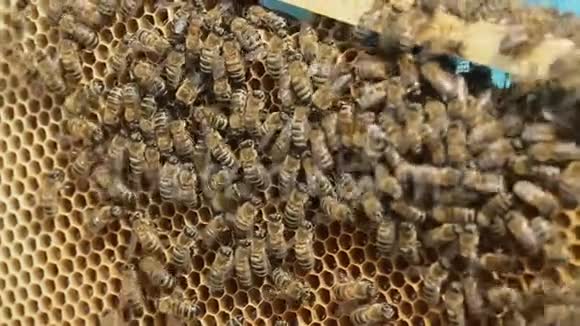 把勤劳的蜜蜂放在蜂巢上视频的预览图