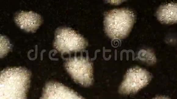 砾石地板上竹棕榈树叶的奇异阴影视频的预览图