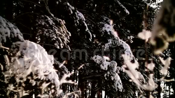 全景透过树枝在冬林中视频的预览图