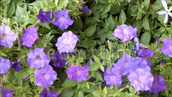 美丽的紫色矮牵牛夏天的花在风中摇曳视频的预览图