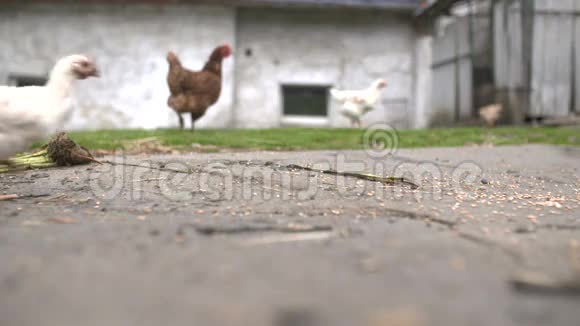 免费牧场钱肯一只母鸡在一个小乡村农场里自由自在地奔跑视频的预览图