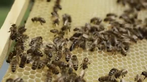 把勤劳的蜜蜂放在蜂巢上视频的预览图