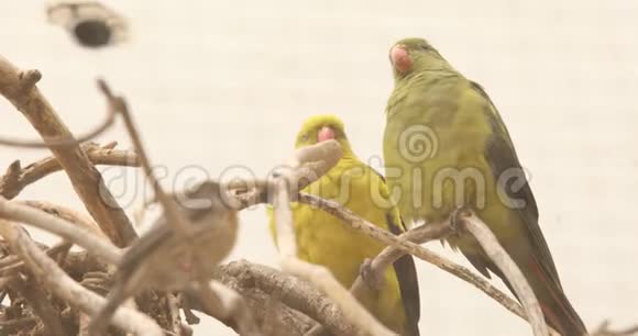 非洲马塞马拉鸟巢视频的预览图