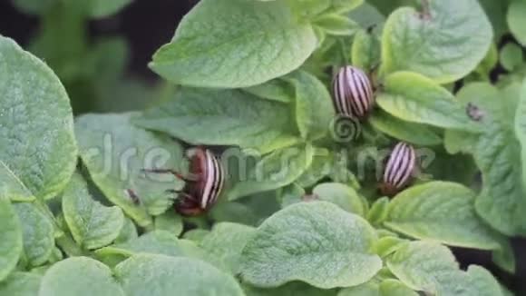 马铃薯叶子上的科罗拉多马铃薯甲虫视频的预览图