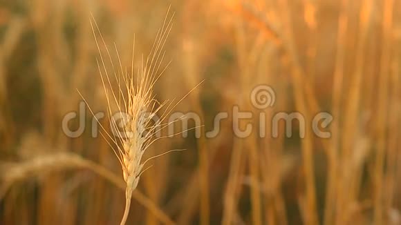 小麦田粒产穗视频的预览图