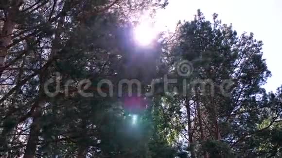 森林里的阳光剪辑雾蒙蒙的森林里第一缕阳光的反射春季森林中的树冠视频的预览图