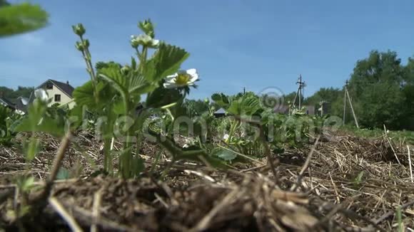 春天农场花园里生长的草莓植物视频的预览图