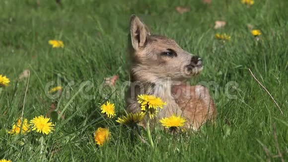 鹿小鹿小鹿站在草甸有黄色的花环顾四周法国的诺曼底视频的预览图