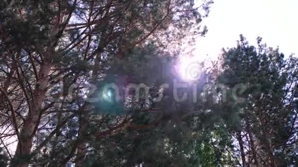 森林里的阳光剪辑雾蒙蒙的森林里第一缕阳光的反射春季森林中的树冠视频的预览图