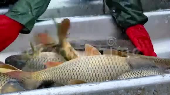 过度捕捞和分类鲤鱼视频的预览图