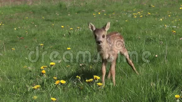 鹿鹿在草甸与黄色的花漫步诺曼底在法国视频的预览图