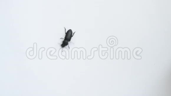 黑甲虫试图找到它的路视频的预览图