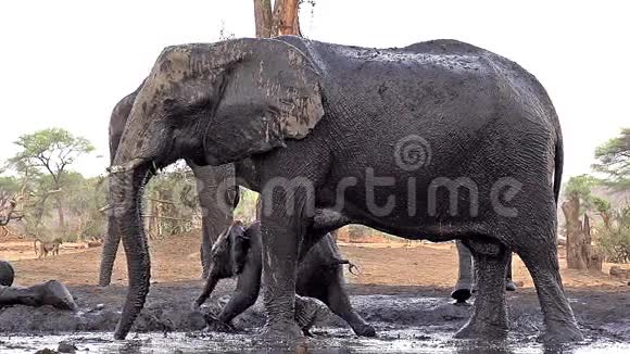 非洲象非洲象成人有泥浴博茨瓦纳Chobe河附近视频的预览图