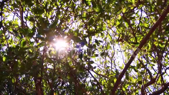 阳光穿过红树林缓慢运动视频的预览图