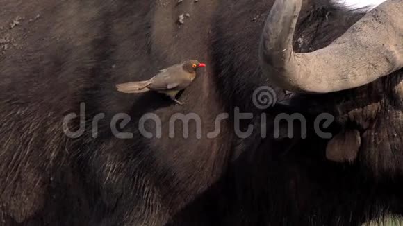 红嘴牛布法格斯红嘴牛站在非洲水牛上在博茨瓦纳的奥卡万戈三角洲视频的预览图