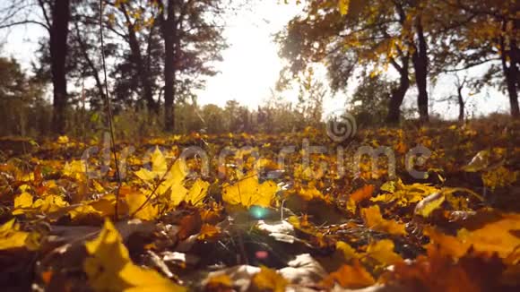 秋天公园里的黄叶飘落阳光透过它照耀美丽的风景背景缤纷的秋天视频的预览图