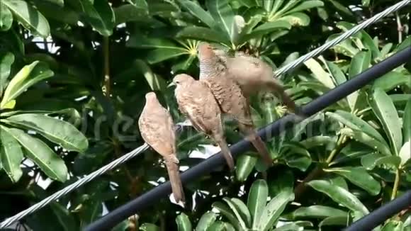 三只斑马宝宝中的两只向他们的母鸟乞讨食物视频的预览图