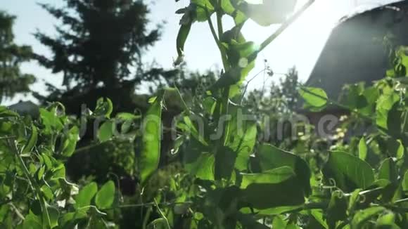 绿色豌豆在花园里成熟了视频的预览图