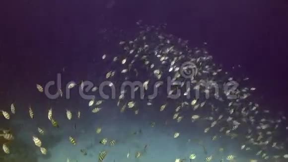 红海背景海洋景观水下条纹鱼学视频的预览图