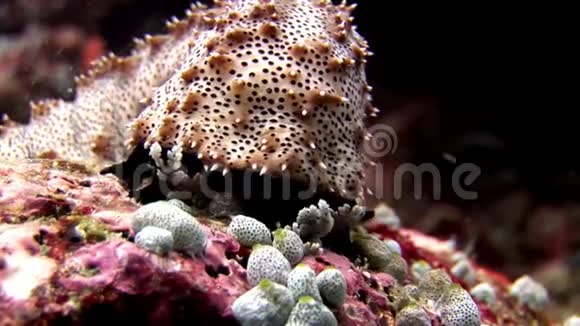 马尔代夫海底神奇海底背景下的海参视频的预览图