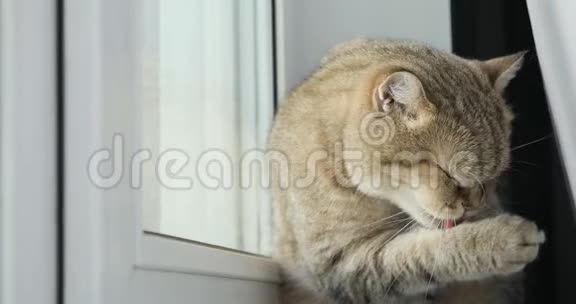 坐在窗户上洗衣服的英国金猫视频的预览图