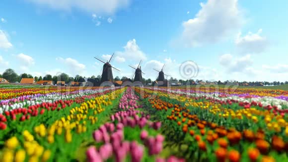 传统的荷兰风车在蓝天的前景上有生机勃勃的郁金香视频的预览图