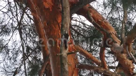 冬天森林里树上的啄木鸟视频的预览图