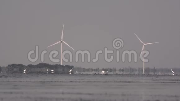 在风力发电机的背景下湖上的鸟视频的预览图