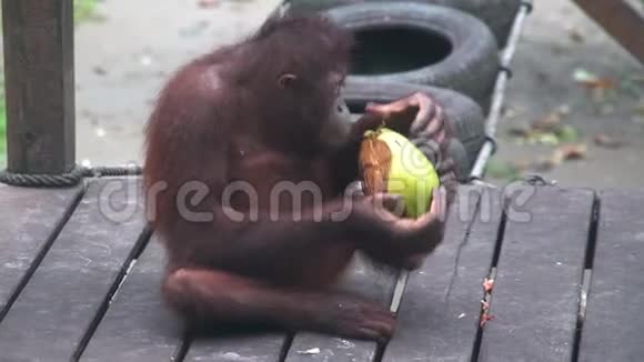 小猩猩PongoPygmaeus吃椰子濒危野生动物视频的预览图