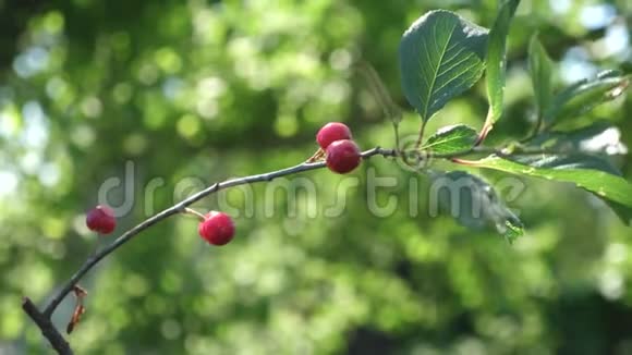 红樱桃树枝上挂着一对美味的浆果特写夏季有成熟红浆果的樱桃园视频的预览图