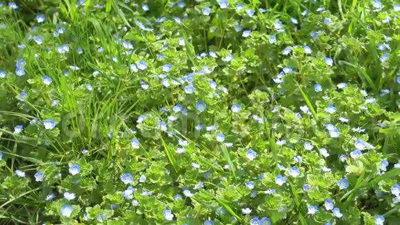 美丽的小蓝花和绿草花园视频的预览图