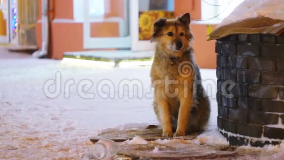 在暴风雨的雪天里可怜的流浪狗坐在街上人们走过一条狗视频的预览图